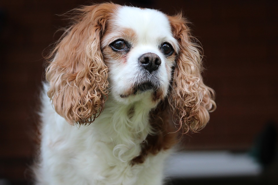 Cavalier King Charles Spaniel – den helt rette familiehund